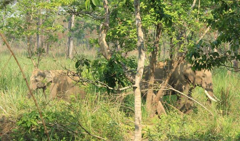 ‘ध्रुवे’ हात्तीको अनौठो प्रेम : भगायो पोथी हात्ती तीर्थमान कलीलाई