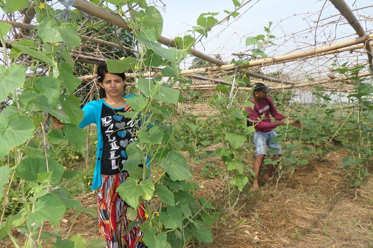 बिचौलियाले  खान्छन् तीन सय प्रतिशत नाफा