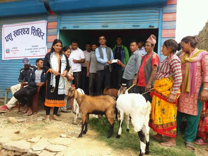 थाक्रे गाउ पालिकाको ३४ हजार पशु बस्तुलाई पि.पि.आर विरुद्धको खोप