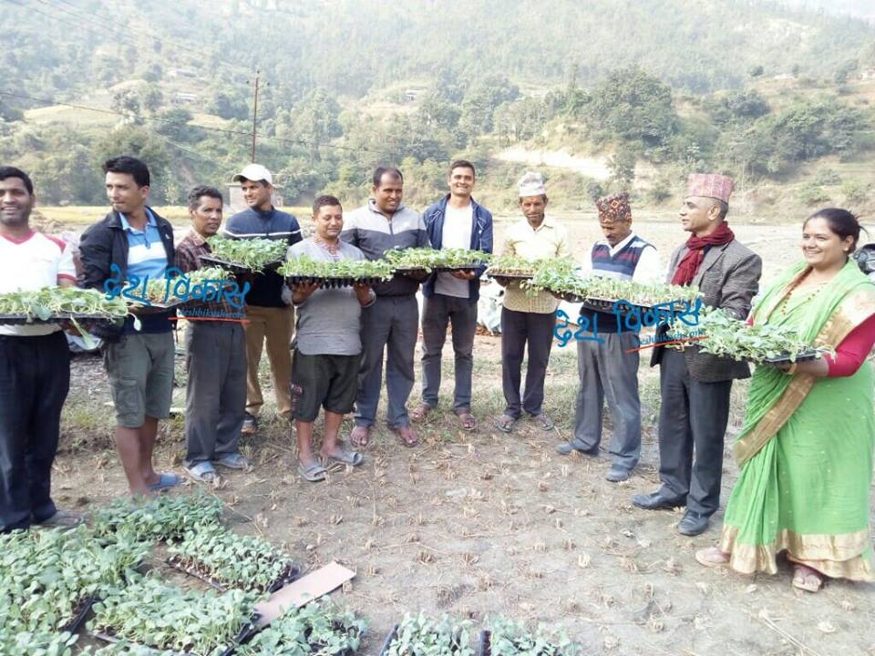 कृषकहरुलाई सहुलियत दरमा काउलीको विरुवा वितरण ।