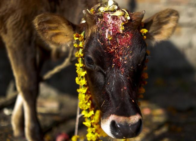 तिहारको चौथो दिन आज गाई पुजा